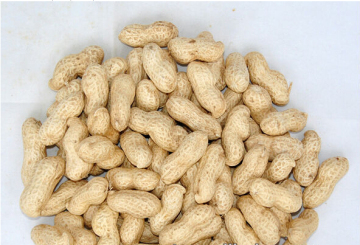 Best Quality Peanut in Hot Sale (1-2cm)