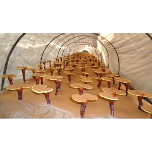 Amino acids reishi mushroom extract Factory mass Supplier