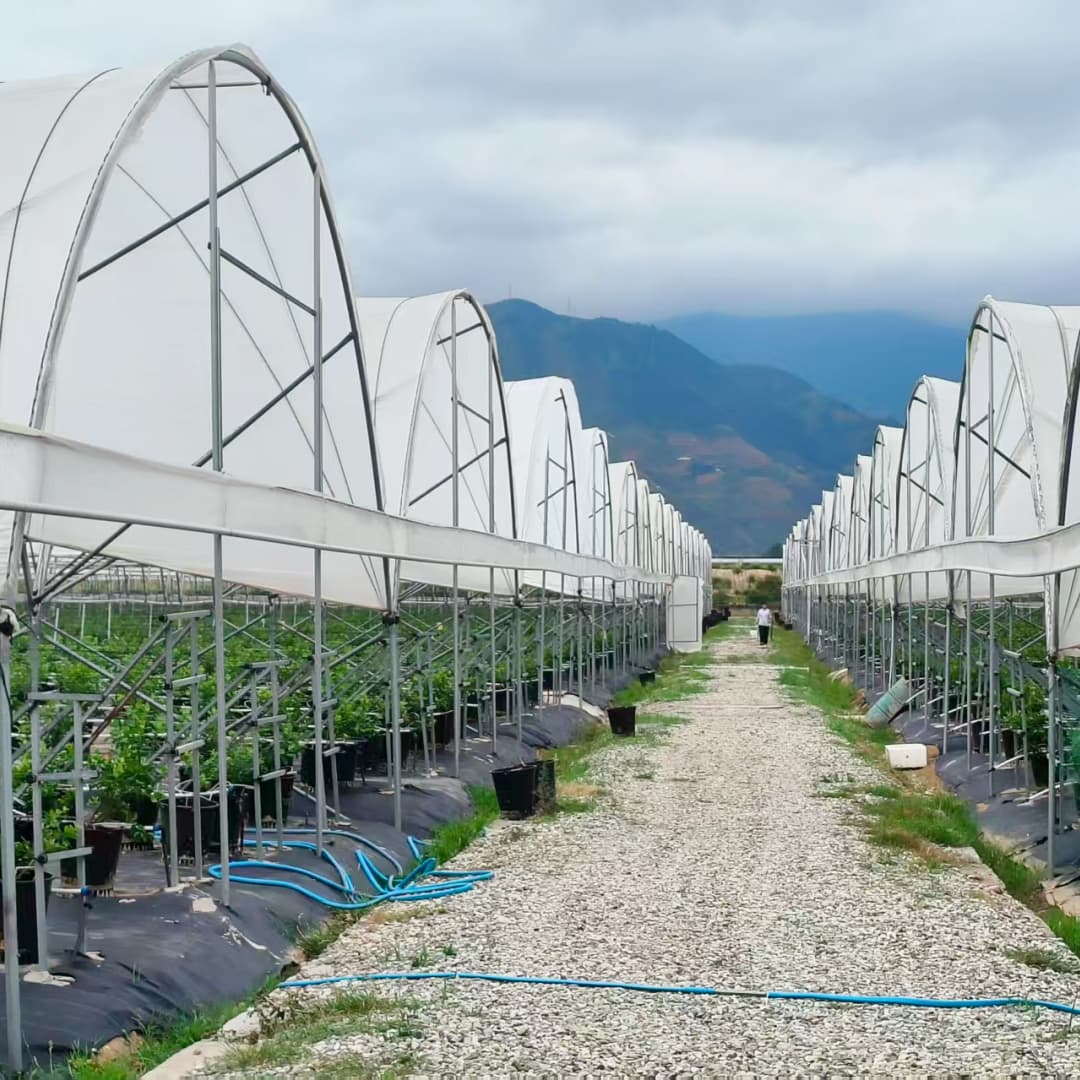 bule berry greenhouse film diffused light7 (1)