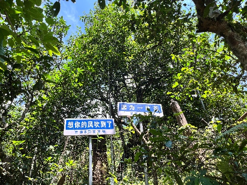 Tea King Tree