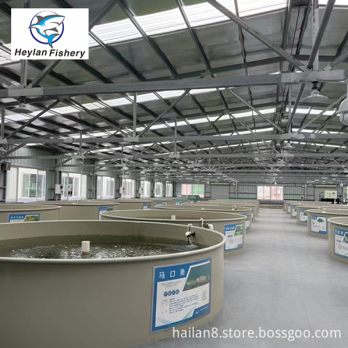 Customized Indoor/Outdoor Industrial Fish Farm Shrimp RAS Recirculating Aquaculture System