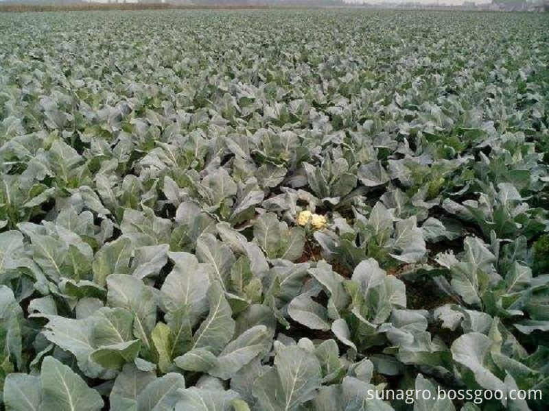 Delicious And Nutritious Cauliflower