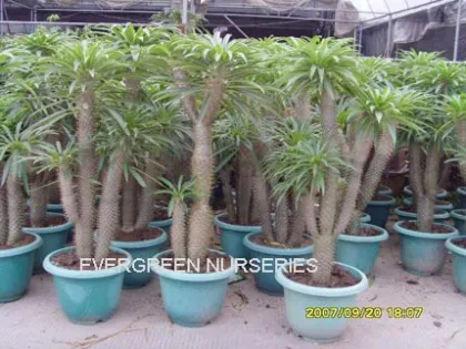 Pachypodium lamerei Drake