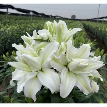এলসা ডাবল পেটাল স্প্রে লিলি