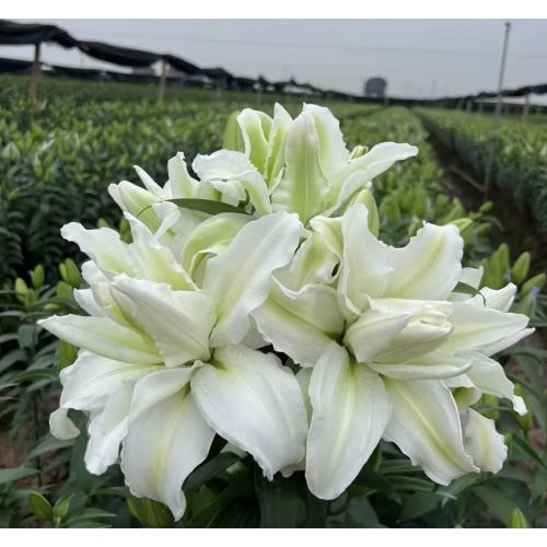 এলসা ডাবল পেটাল স্প্রে লিলি