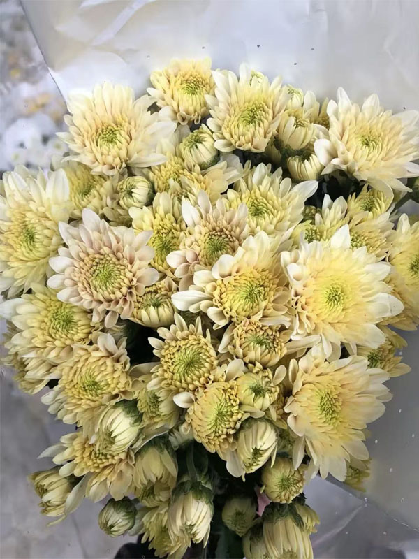 Herb Salad spray chrysanthemum2