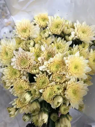 Herb Salad spray chrysanthemum
