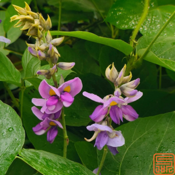 Puerariae Extract daidzein ธรรมชาติ 98%