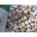 2019 Hot Sale Normal Garlic