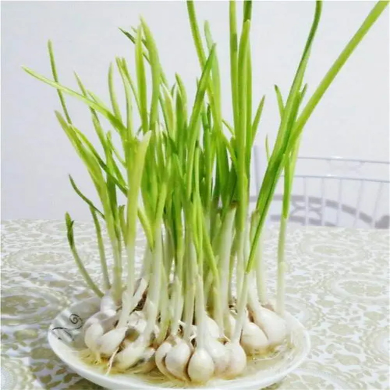 Garlic Sprout