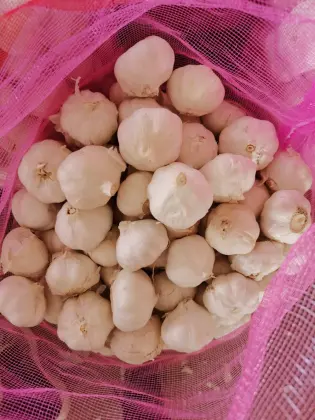 Brand New Crop Fresh Garlic
