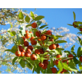 زيت بذور التمر السائبة