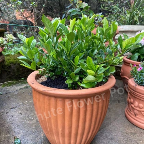 Barato Médio Bonito Clay Terracotta Plant Pots