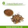 Cordyceps micelia extrato cordycepin 98% pó Price