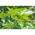 Natural Mulberry Leaf extract 5% Deoxynojirimycin