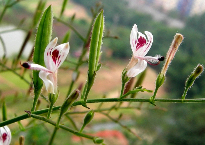 Andrographis paniculata plant