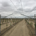 Vineyard Open Gable Systems