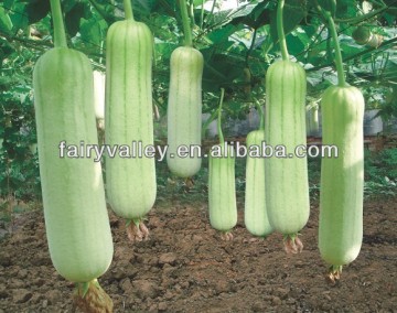 Towel Gourd Seeds/Luffa Seed/Loofah Seeds For Growing