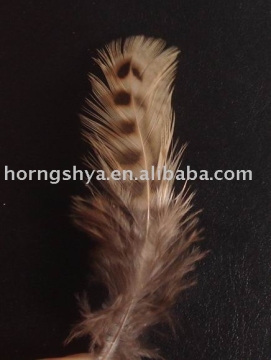 pheasant feather