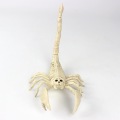 Skeleton Halloween Animal Bone