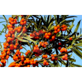 Fructus Hippophae Extract Seabuckthorn Extract