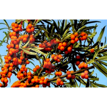 Fructus Hippophae Extract Seabuckthorn Extract