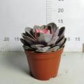 Echeveria with good price