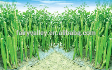 hot green pepper seeds in vegetable seeds, difference type of seeds