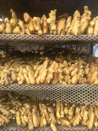 fresh Chinese old crop new crop ginger