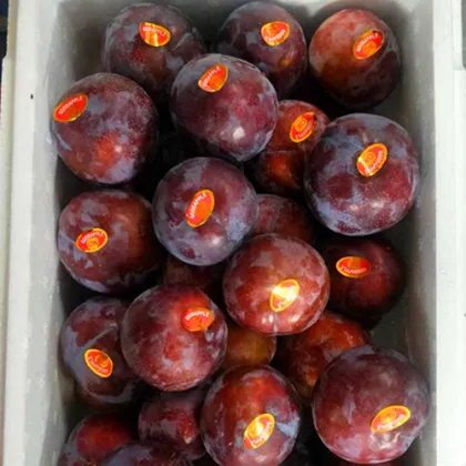 Black Sweet Plum