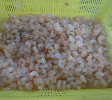 Frozen pink shrimp pud blanched