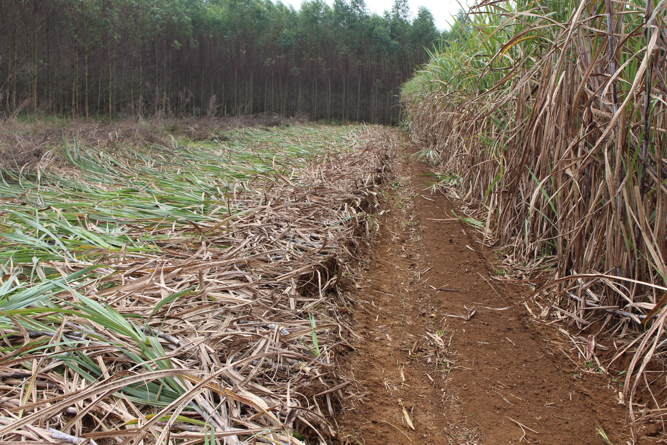kubota sugarcane harvester 