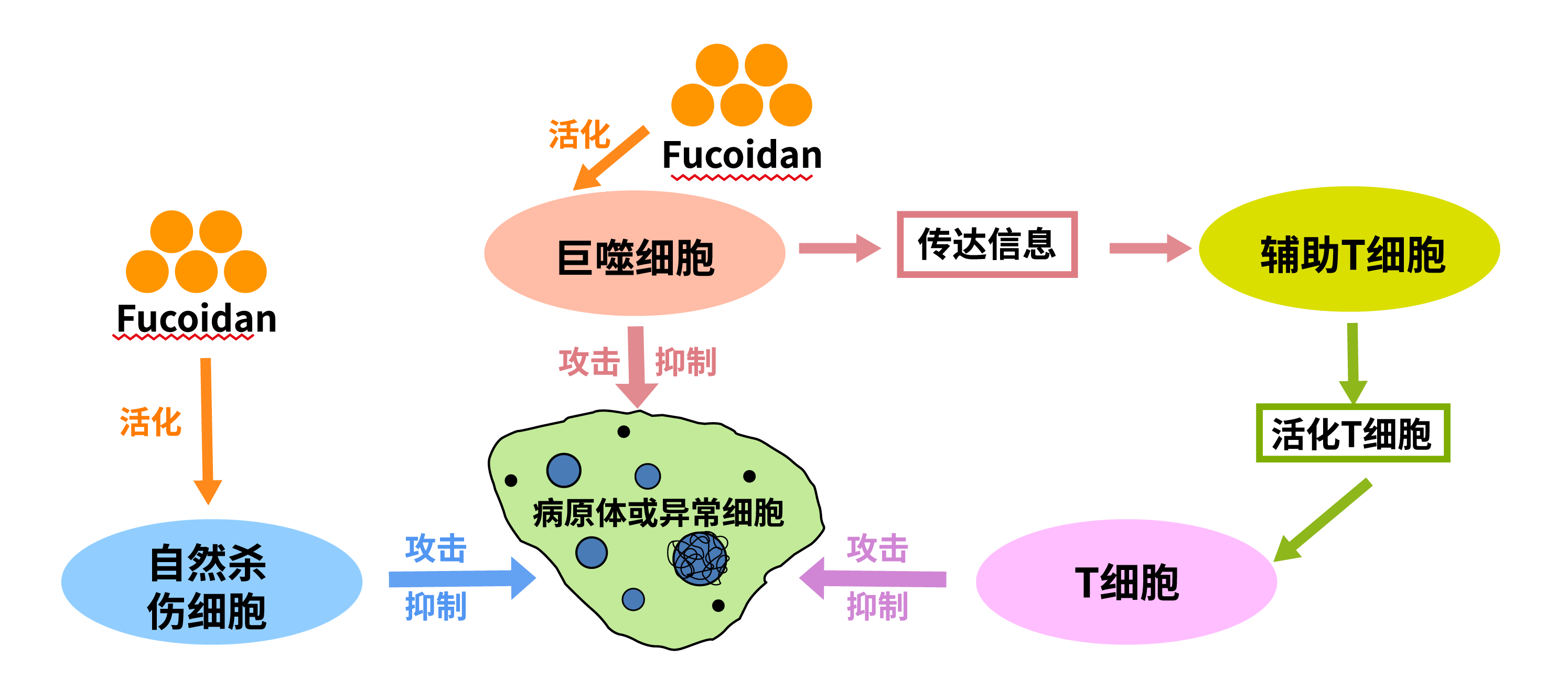 Fucoidan improve immunity