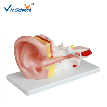 Middle Ear  Human organ Model