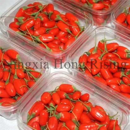 Fresh Himalayan goji berries wild wolfberries