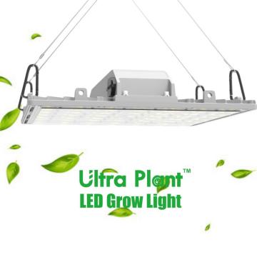 Luz de cultivo UV de 365 nm para cultivo en interiores