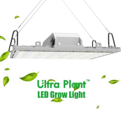 365nm UV Grow Light para cultivo interno