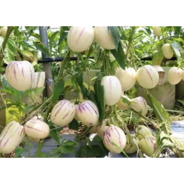 actory Supply 100% Pure Natural Health Solanum Muricatum Extract