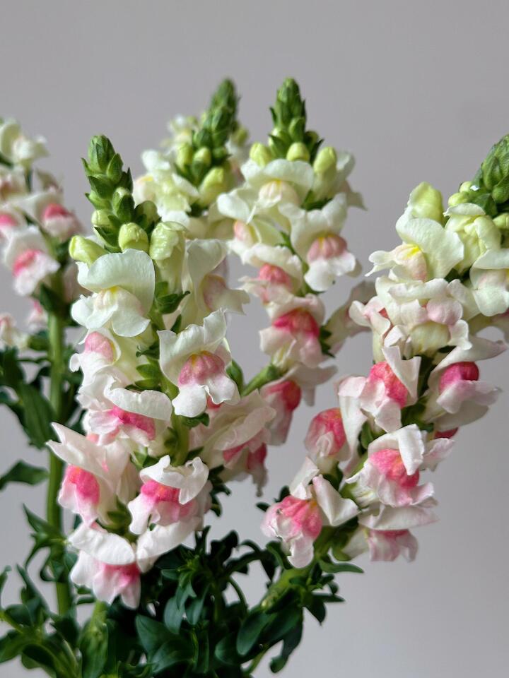Pink and white Snapdragon