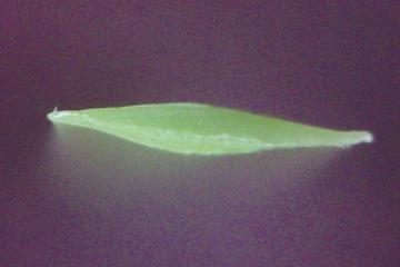 Commercial Artificial Grass, MT-Promising / MT-Marvel