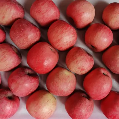 Super Crispy Sweet Red Fuji