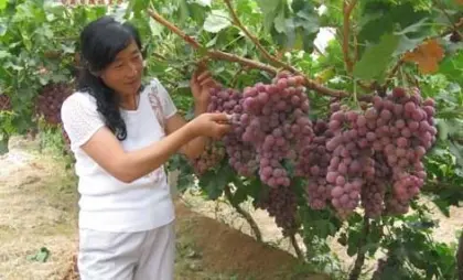 fresh grape fruit red grape table grape  for sale