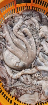 Frozen Octopus Whole Round 1000-2000g