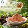 Bacillus Pumilus Bacterias Beneficiosas Ingrediente Microbiano