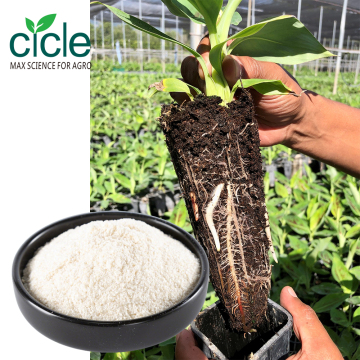 Regulador de crescimento vegetal IBA-K 98%