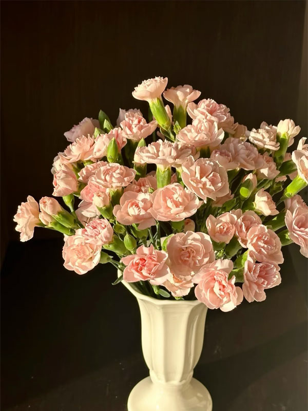 Liunian single headed carnation1