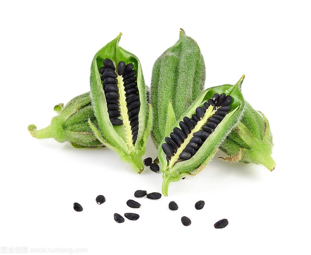 plant sesame