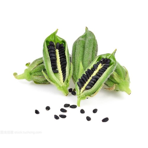 Sesame Extract Sesamin Powder