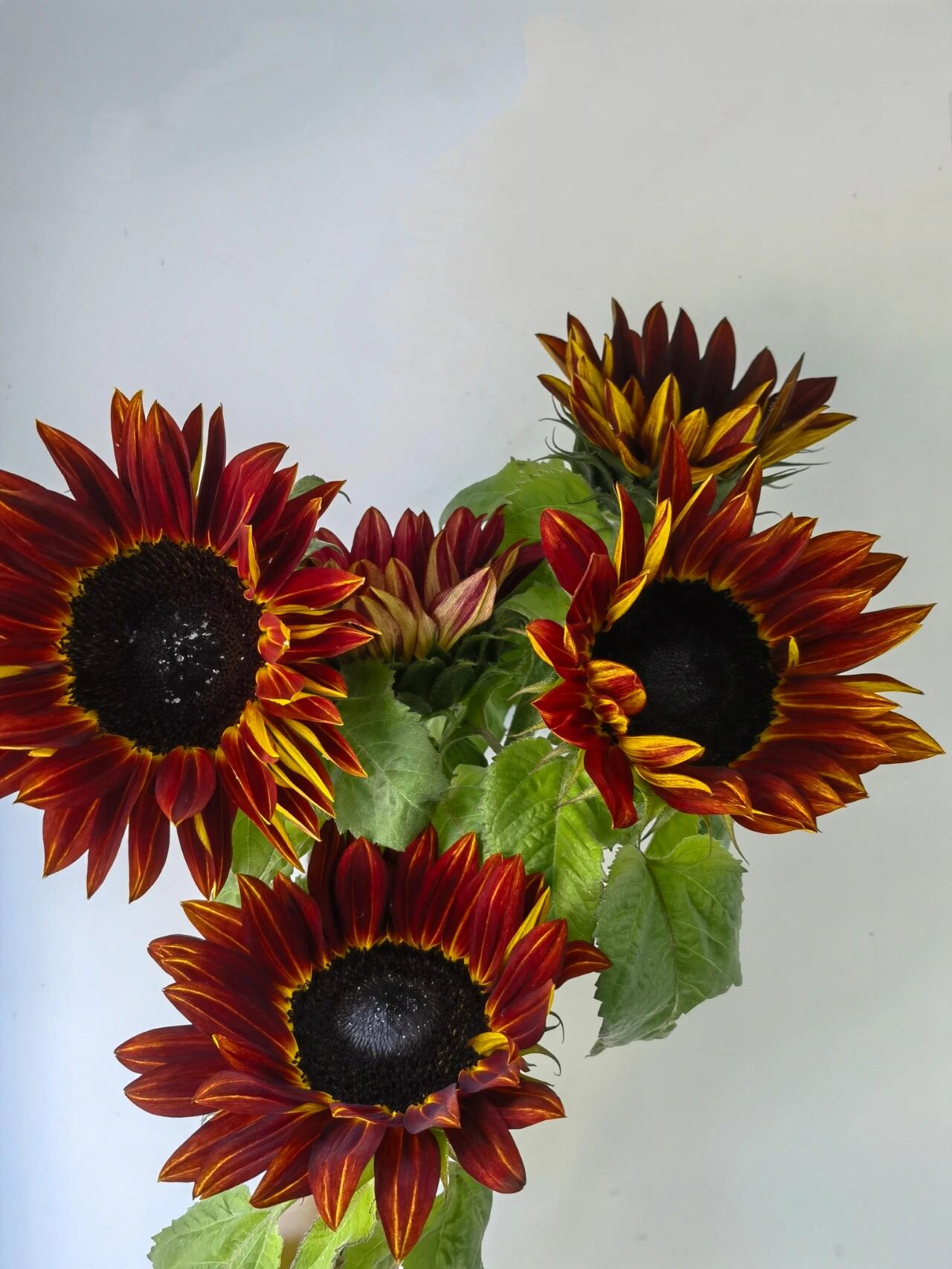 Chocolate sunflower