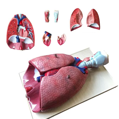 Life Size Plastic Human Respiratory System with Heart and Lung Demonstration Model